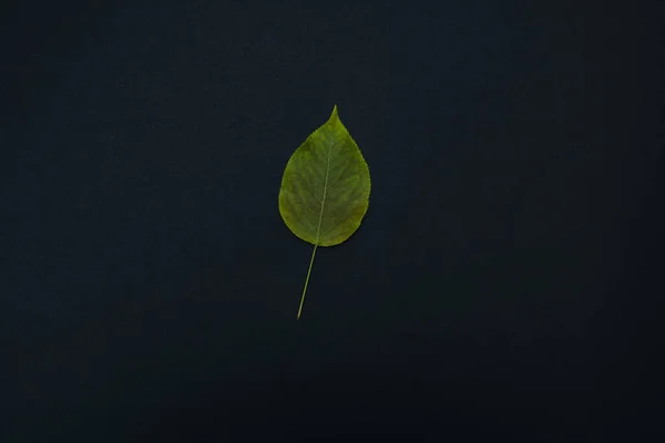 beautiful autumn leave isolated on black background