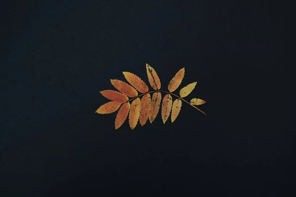 Одна осіння гілка з листям ізольована на чорному фоні — стокове фото