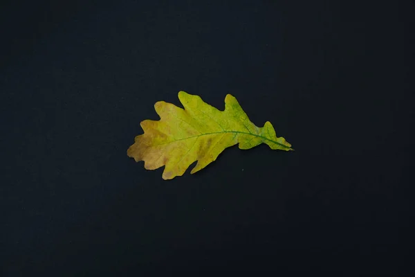 Красива осінь залишається ізольованою на чорному фоні — стокове фото