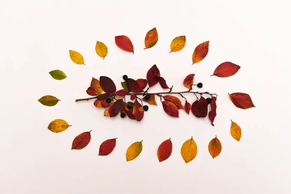 Autumn colorful leaves and tree branch with leafs on white background — Stock Photo, Image