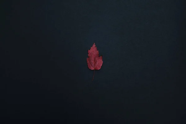 one autumn leave isolated on black background