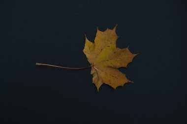 bir sonbahar izni siyah arkaplanda izole