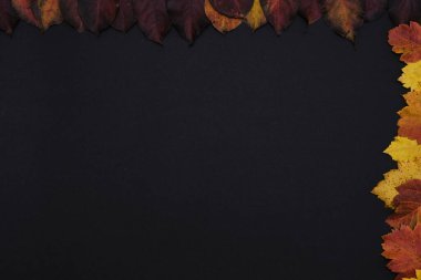 Siyah arkaplanda sonbahar renkli yapraklar