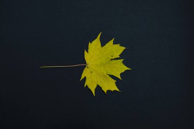 bir sonbahar izni siyah arkaplanda izole