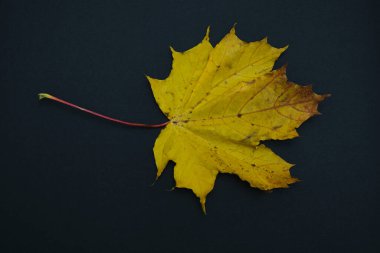 bir sonbahar izni siyah arkaplanda izole