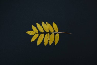 Siyah arkaplanda yaprakları olan bir sonbahar dalı