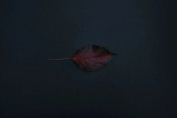 beautiful autumn leave isolated on black background