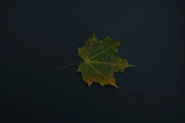 가을이 되면 검은 배경으로 고립 된다 — 스톡 사진