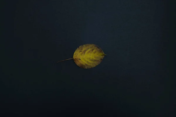 beautiful autumn leave isolated on black background