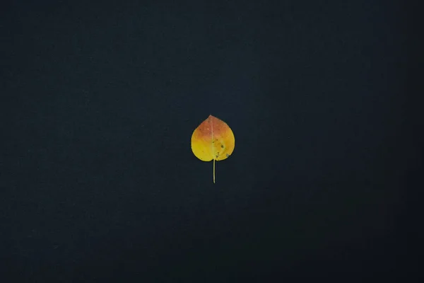 Красива осінь залишається ізольованою на чорному фоні — стокове фото