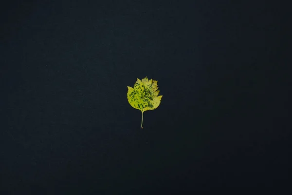 beautiful autumn leave isolated on black background