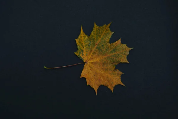 One autumn leave isolated on black background — Stock Photo, Image
