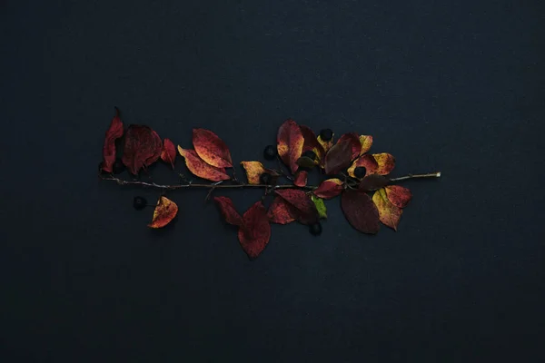 Гілка дерева з листям ізольовано на чорному тлі — стокове фото