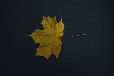 bir sonbahar izni siyah arkaplanda izole
