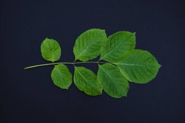 Siyah arkaplanda yaprakları olan ağaç dalı