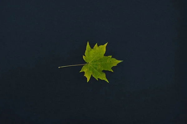 Uma licença de outono isolada no fundo preto — Fotografia de Stock