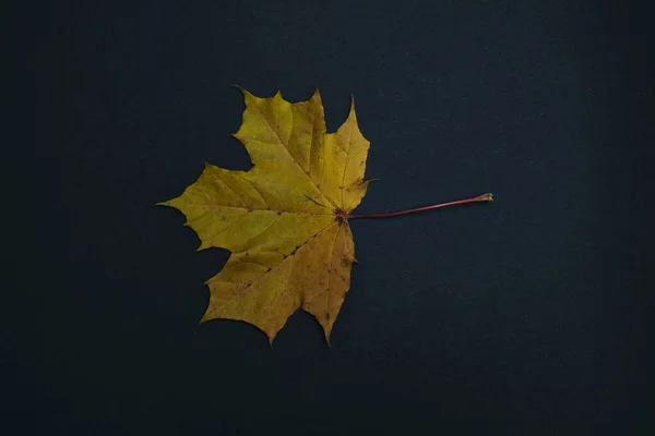 Uma licença de outono isolada no fundo preto — Fotografia de Stock