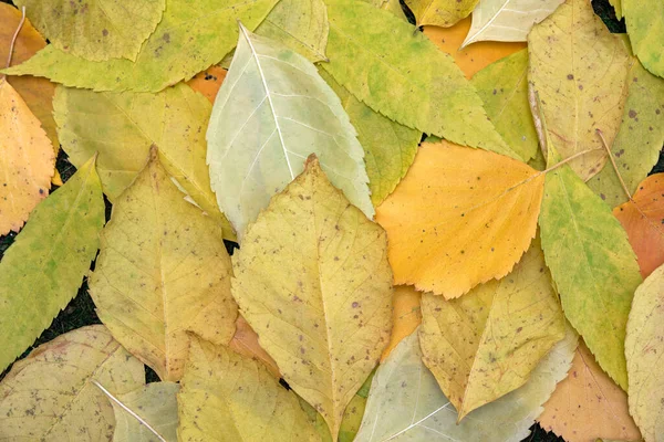 Φθινόπωρο πολύχρωμα μεγάλα και μικρά φύλλα σε λευκό φόντο — Φωτογραφία Αρχείου