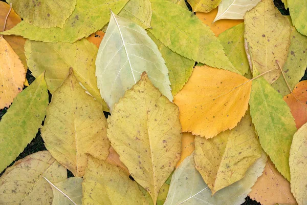 Automne coloré grandes et petites feuilles sur fond blanc — Photo