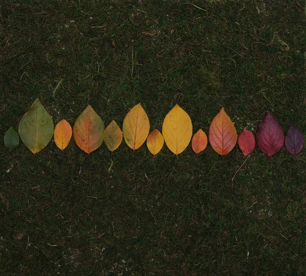 Hojas coloridas de otoño sobre hierba y fondo de musgo Imagen de archivo