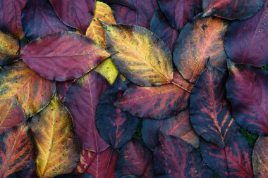 Beyaz arkaplanda sonbahar renkli büyük ve küçük yapraklar