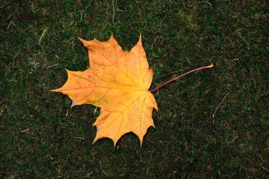 yosun ve çimen arkaplanında izole bırak