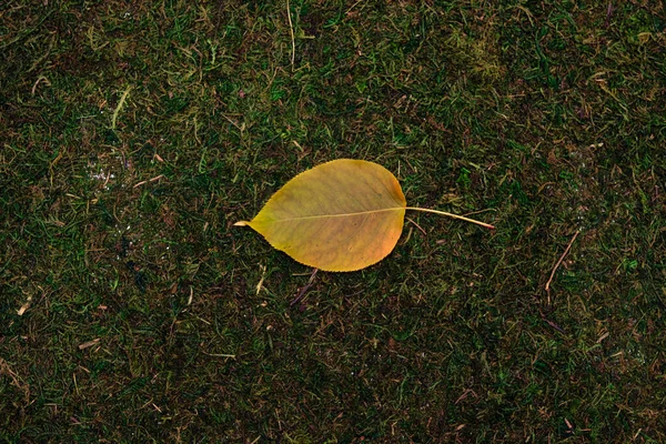 Pozostawić odizolowane na tle mchu i trawy — Zdjęcie stockowe