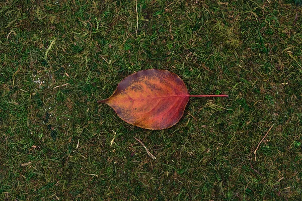 Leave isolated on moss and grass background — Stock Photo, Image