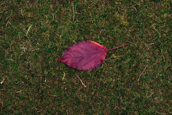 Leave isolated on moss and grass background — Stock Photo, Image