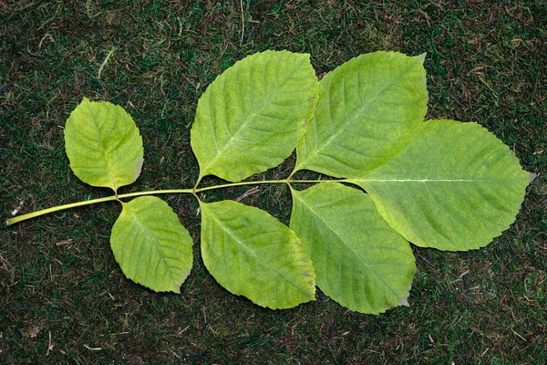 Δέντρο κλαδί με φύλλα απομονώνονται σε βρύα και γρασίδι φόντο — Φωτογραφία Αρχείου
