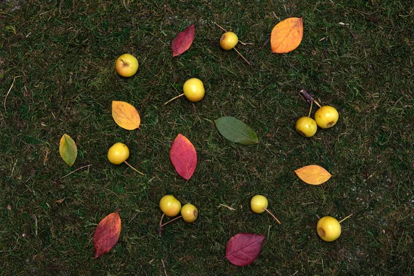 Feuilles et pommes colorées d'automne sur fond d'herbe et de mousse — Photo