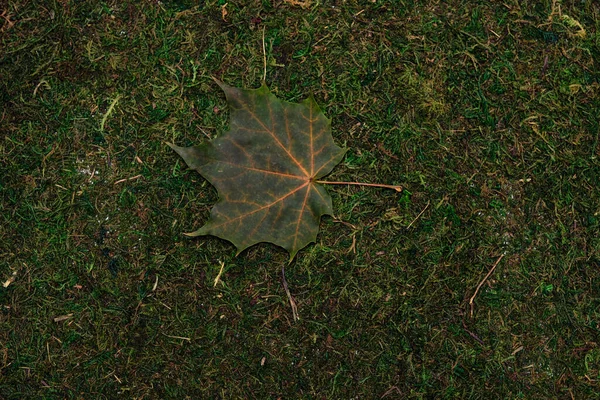 Leave isolated on moss and grass background — Stock Photo, Image