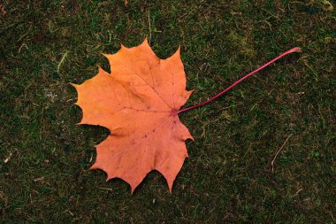 yosun ve çimen arkaplanında izole bırak