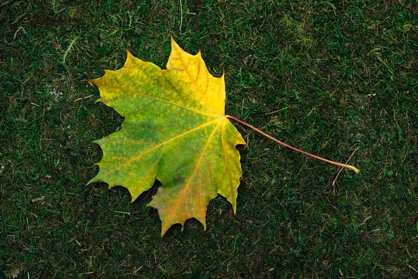 Leave isolated on moss and grass background — Stock Photo, Image