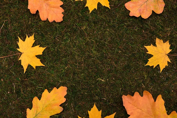 Çimen ve yosun arka planında sonbahar renkli büyük ve küçük yapraklar — Stok fotoğraf