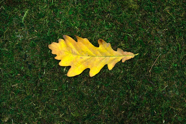 Laisser isolé sur fond de mousse et d'herbe — Photo