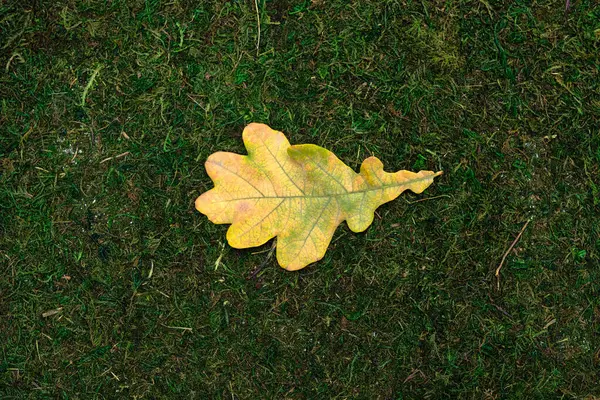 Deixar isolado no musgo e grama fundo — Fotografia de Stock