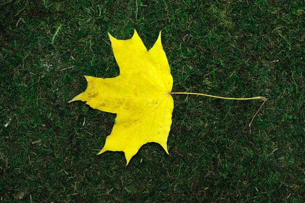 Verlaten geïsoleerd op mos en gras achtergrond — Stockfoto