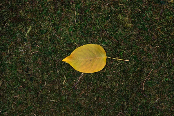 Lasciare isolato su muschio e fondo erba — Foto Stock