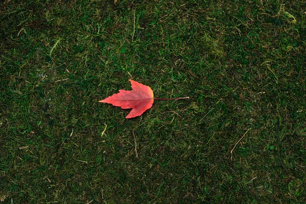 Leave isolated on moss and grass background — Stock Photo, Image