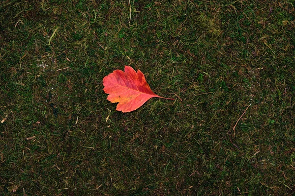 Ponechat izolované na mechu a trávě pozadí — Stock fotografie