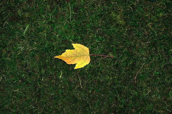 Laisser isolé sur fond de mousse et d'herbe — Photo