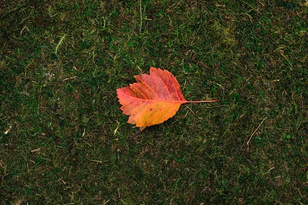 Laisser isolé sur fond de mousse et d'herbe — Photo