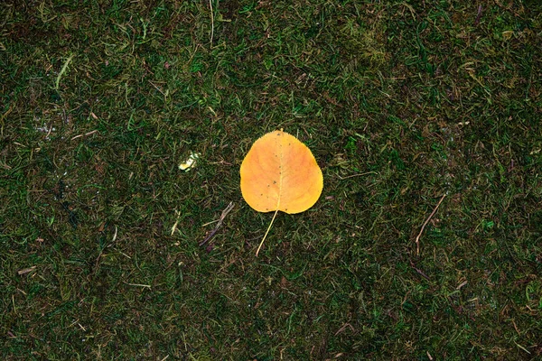 Verlaten geïsoleerd op mos en gras achtergrond — Stockfoto