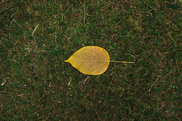 Pozostawić odizolowane na tle mchu i trawy — Zdjęcie stockowe