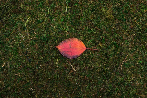 Leave isolated on moss and grass background — Stock Photo, Image