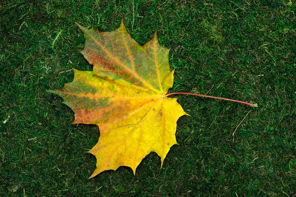 Leave isolated on moss and grass background — Stock Photo, Image