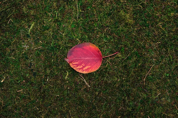 Leave isolated on moss and grass background — Stock Photo, Image