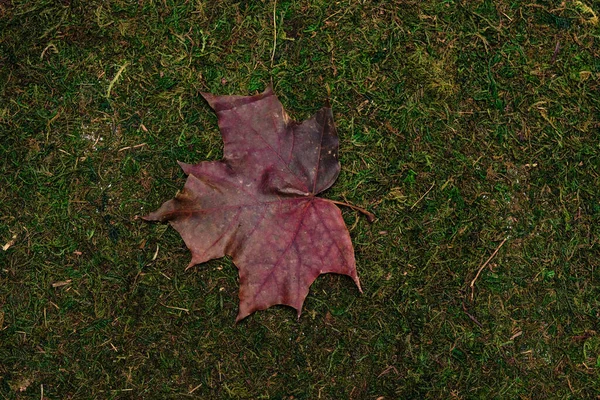 Leave isolated on moss and grass background — Stock Photo, Image