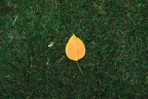 Leave isolated on moss and grass background — Stock Photo, Image